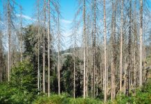 FOREST GUM schafft ein neues Waldschutzgebiet Forest Gum Projekt Wildwuchs