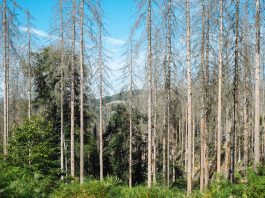 FOREST GUM schafft ein neues Waldschutzgebiet Forest Gum Projekt Wildwuchs